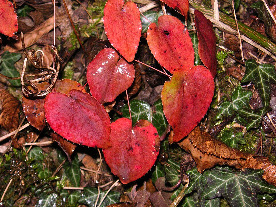 Hedera helix (English Ivy) (alternate view 13)