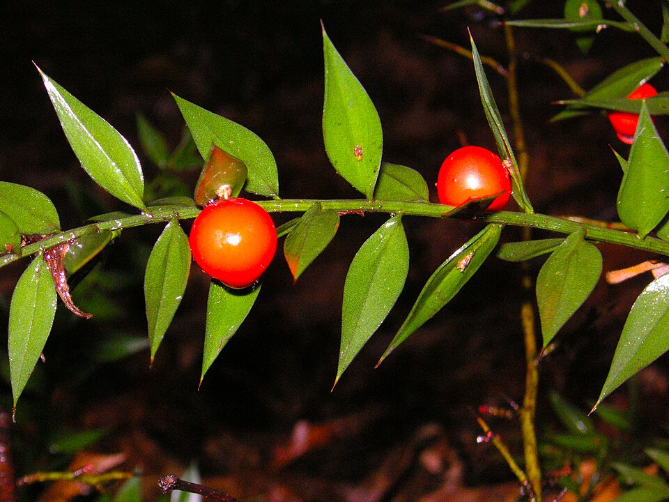 Ruscus aculeatus (butcher's-broom)