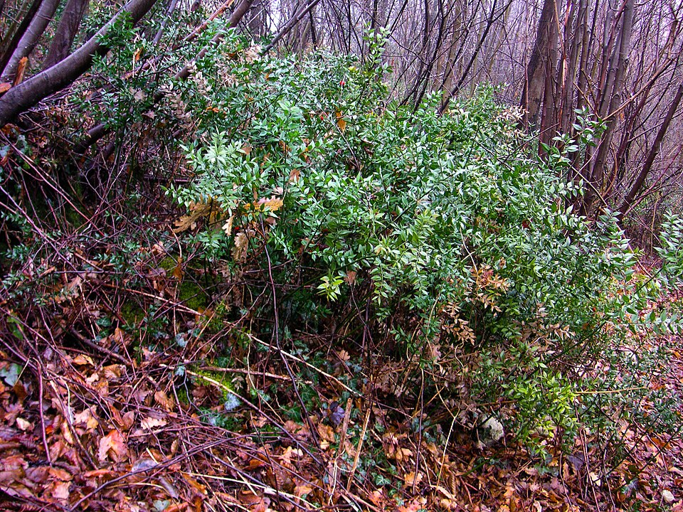 Ruscus aculeatus (butcher's-broom)