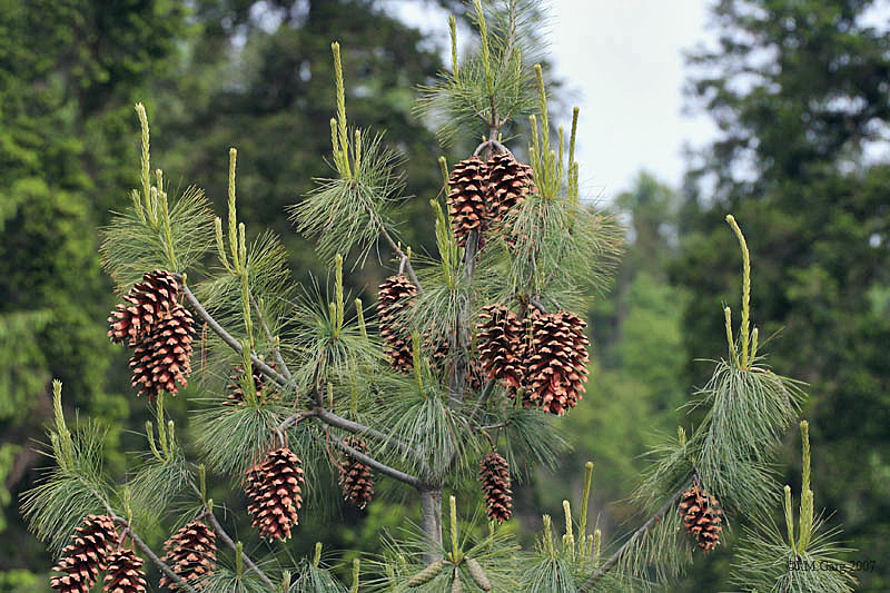 Pinus wallichiana (Himalayan Pine) (alternate view 11)