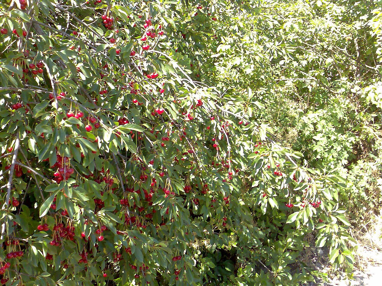 Prunus avium, Wild cherry — upright deciduous (Rosaceae) (image 2 of 9)