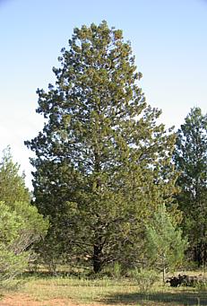 Callitris gracilis (Slender Cypress-pine)