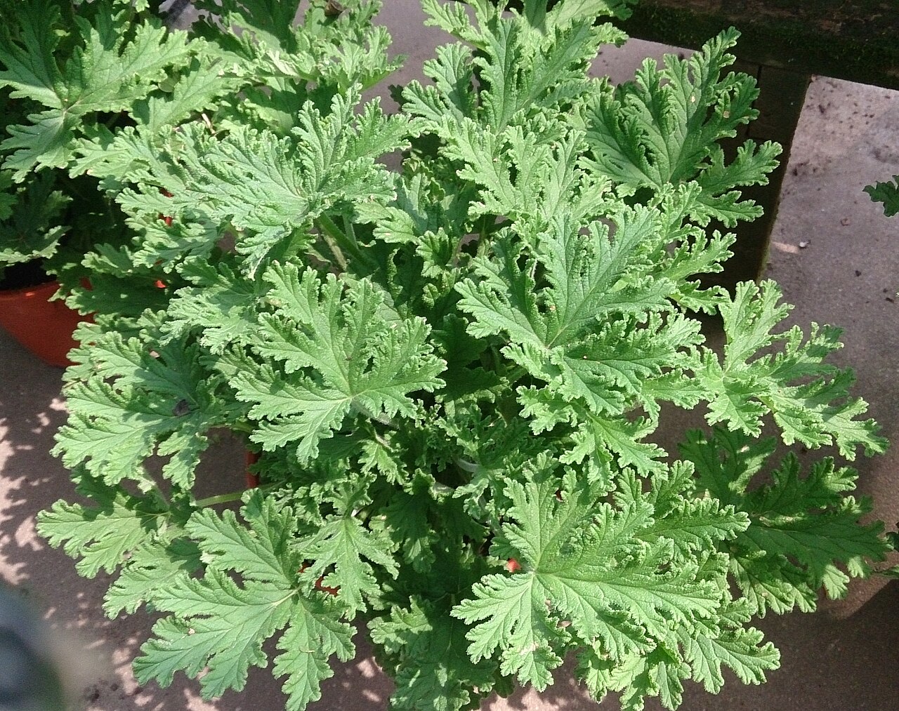 Pelargonium citrosum (Citronella Geranium)
