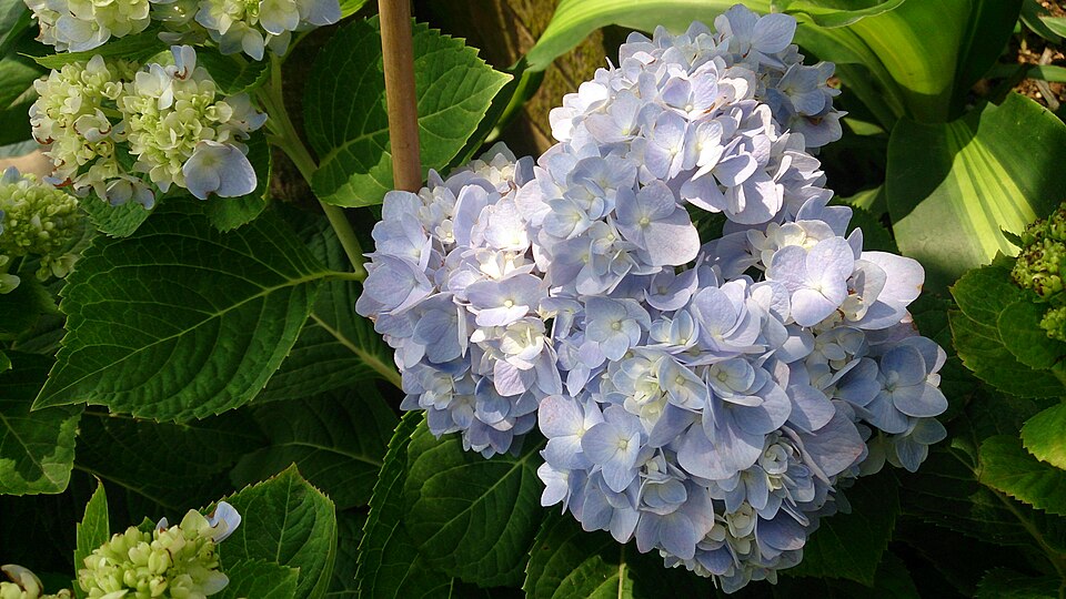 Hydrangea macrophylla (bigleaf hydrangea) (alternate view 6)