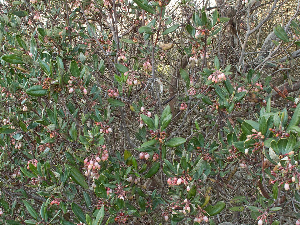Xylococcus bicolor (mission manzanita) (alternate view 9)