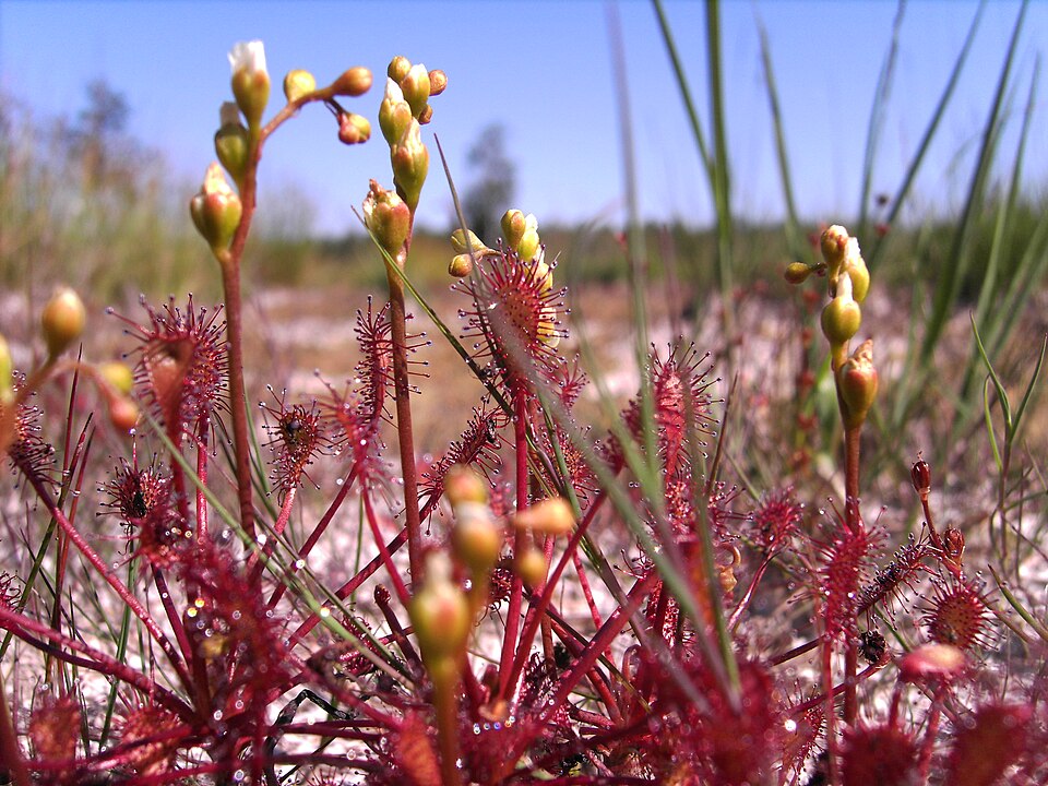 Drosera intermedia (spoonleaf sundew)