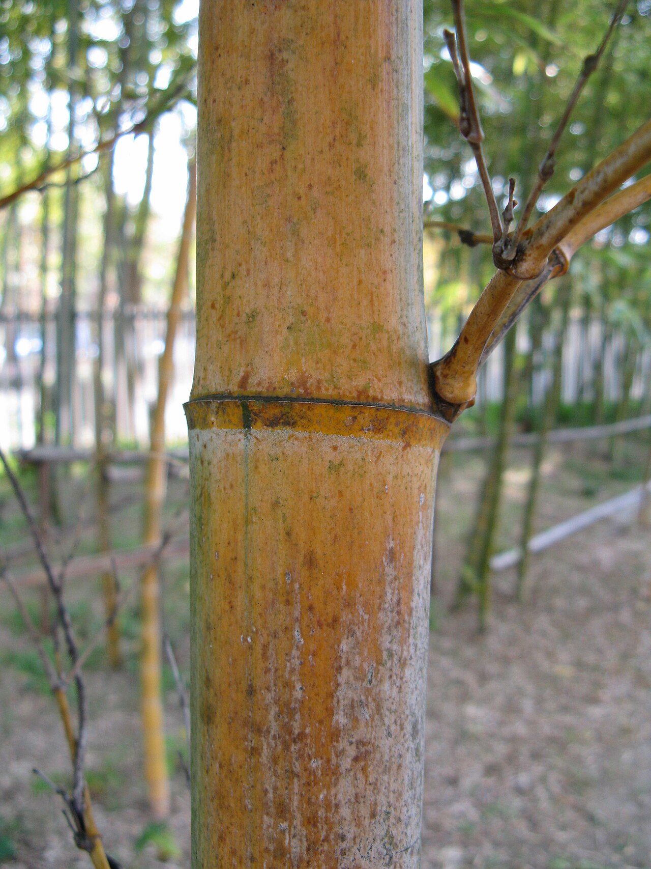Phyllostachys edulis, Moso bamboo — spreading evergreen (Poaceae) (image 7 of 10)