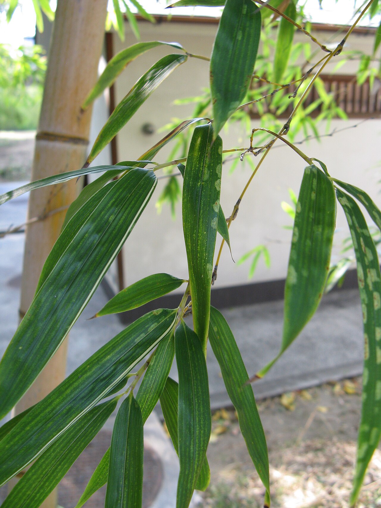 Phyllostachys edulis, Moso bamboo — spreading evergreen (Poaceae) (image 8 of 10)