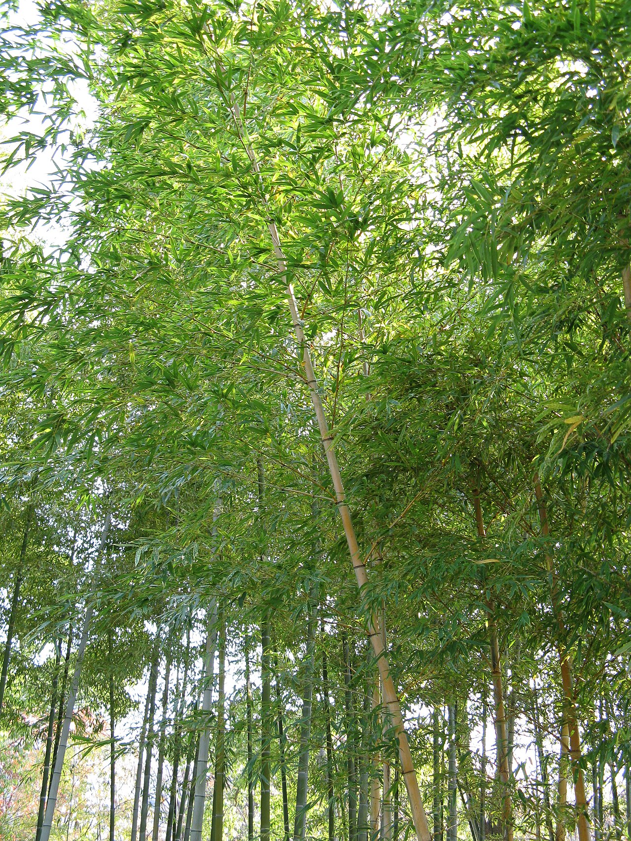 Phyllostachys edulis, Moso bamboo — spreading evergreen (Poaceae) (image 9 of 10)