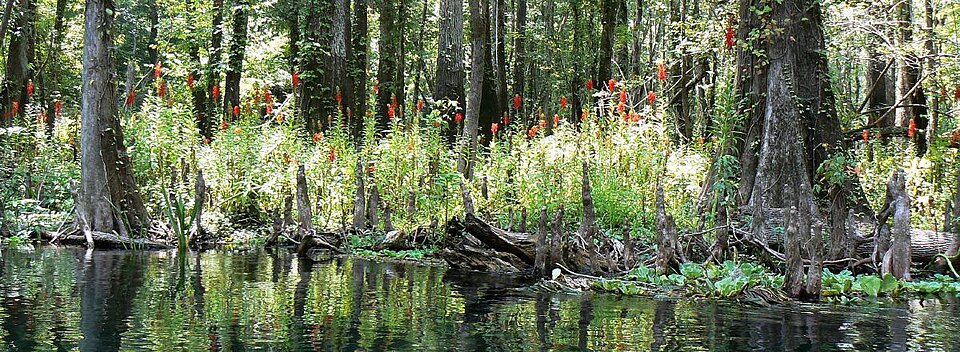 Lobelia cardinalis (cardinal flower) (alternate view 8)