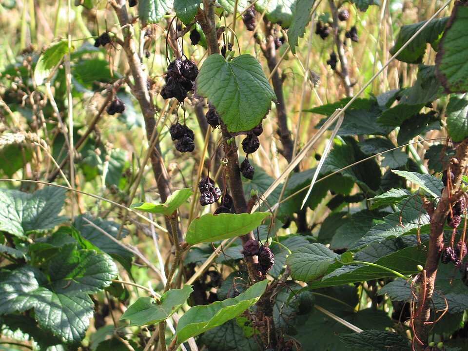 Ribes nigrum (Blackcurrant)