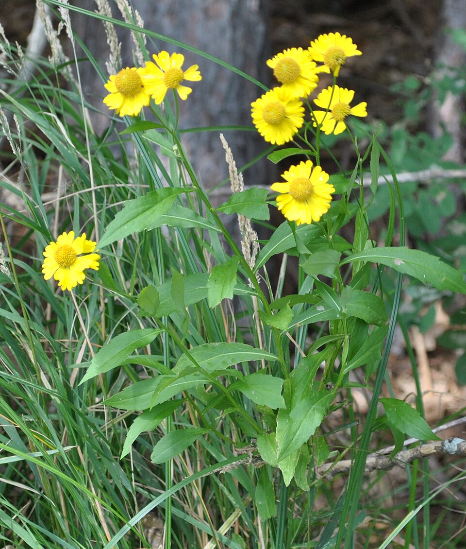 Helenium autumnale (Sneezeweed) (alternate view 4)