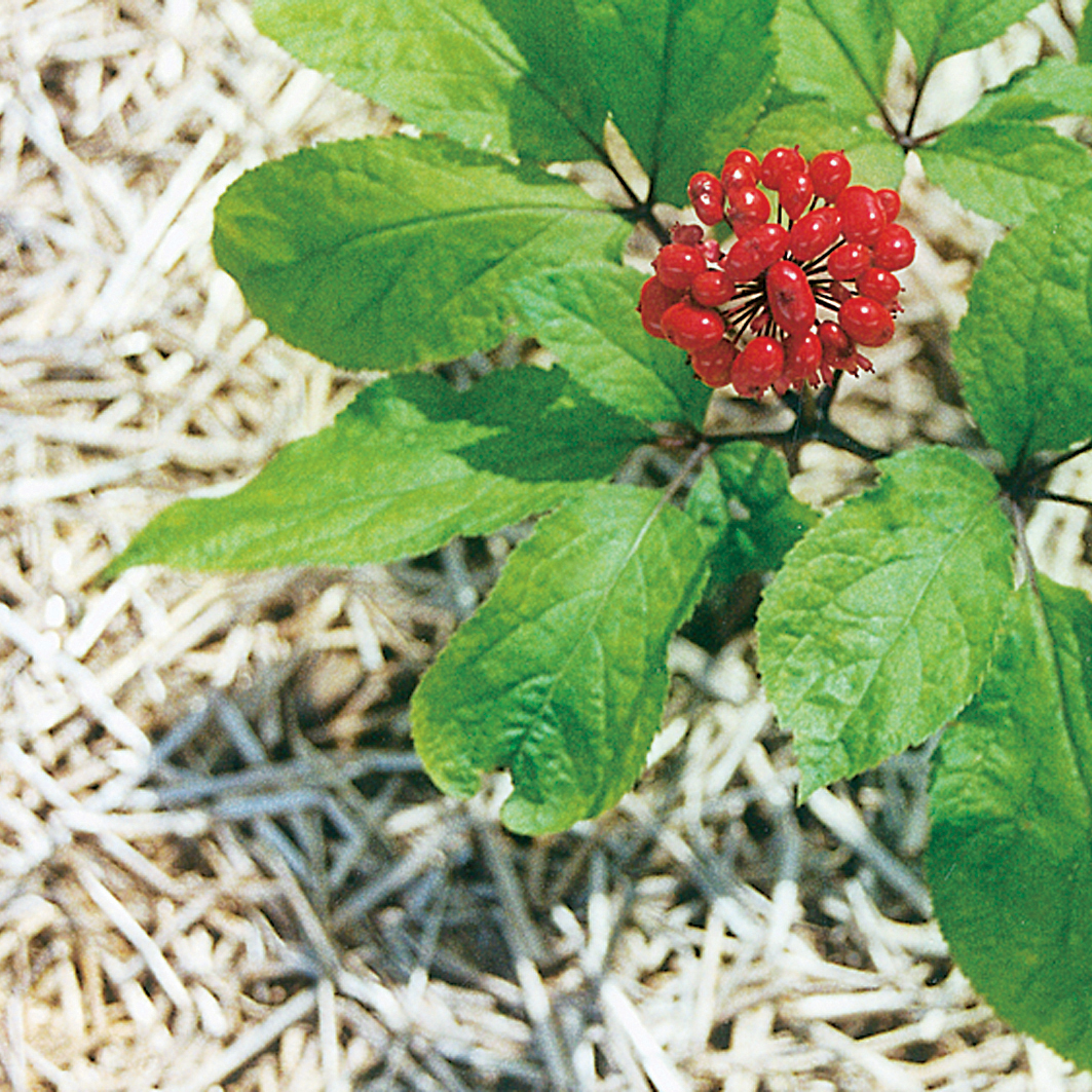 Panax ginseng, Asian ginseng — upright deciduous (Araliaceae) (image 1 of 3)