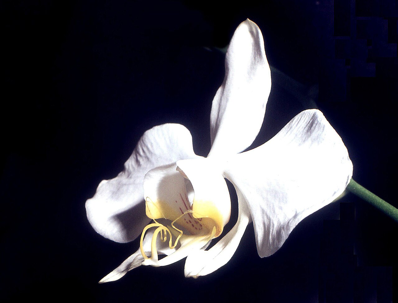 Phalaenopsis amabilis, Moon orchid — upright evergreen (Orchidaceae) (image 1 of 5)