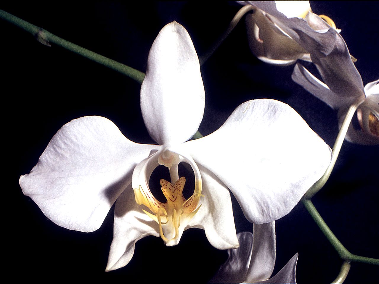 Phalaenopsis amabilis, Moon orchid — upright evergreen (Orchidaceae) (image 2 of 5)
