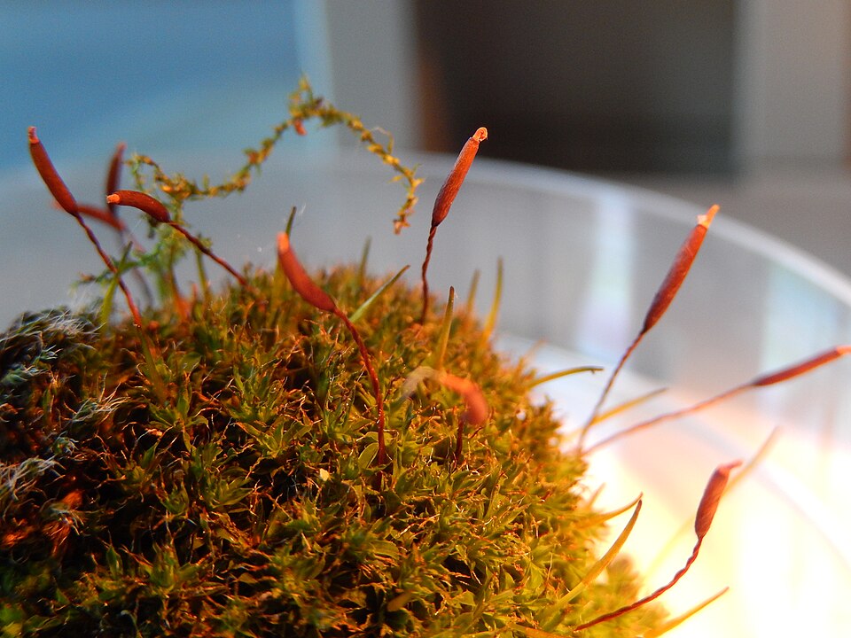 Syntrichia (alternate view 6)