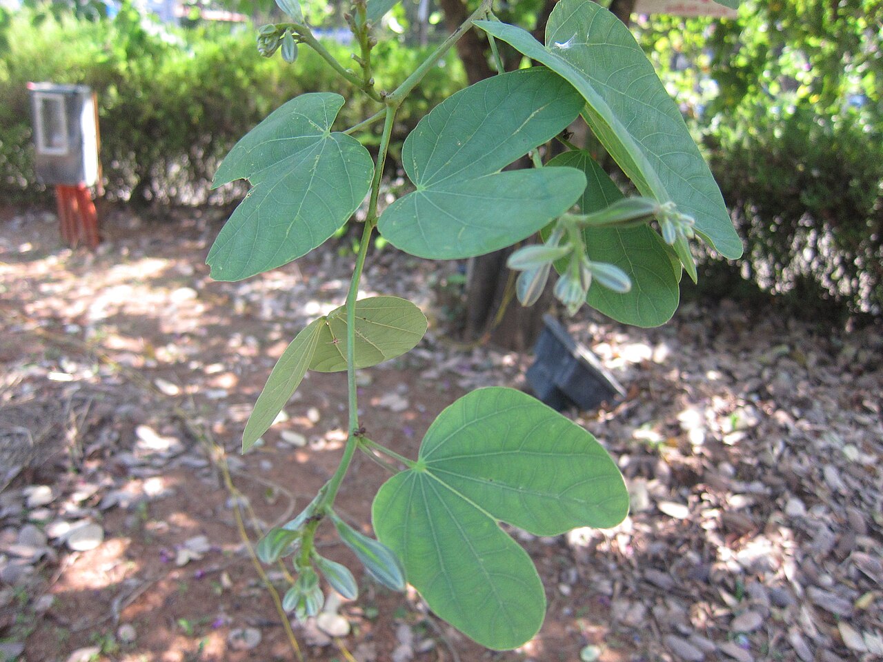 Bauhinia purpurea, Purple orchid tree — spreading semi-evergreen (Fabaceae) (image 7 of 9)