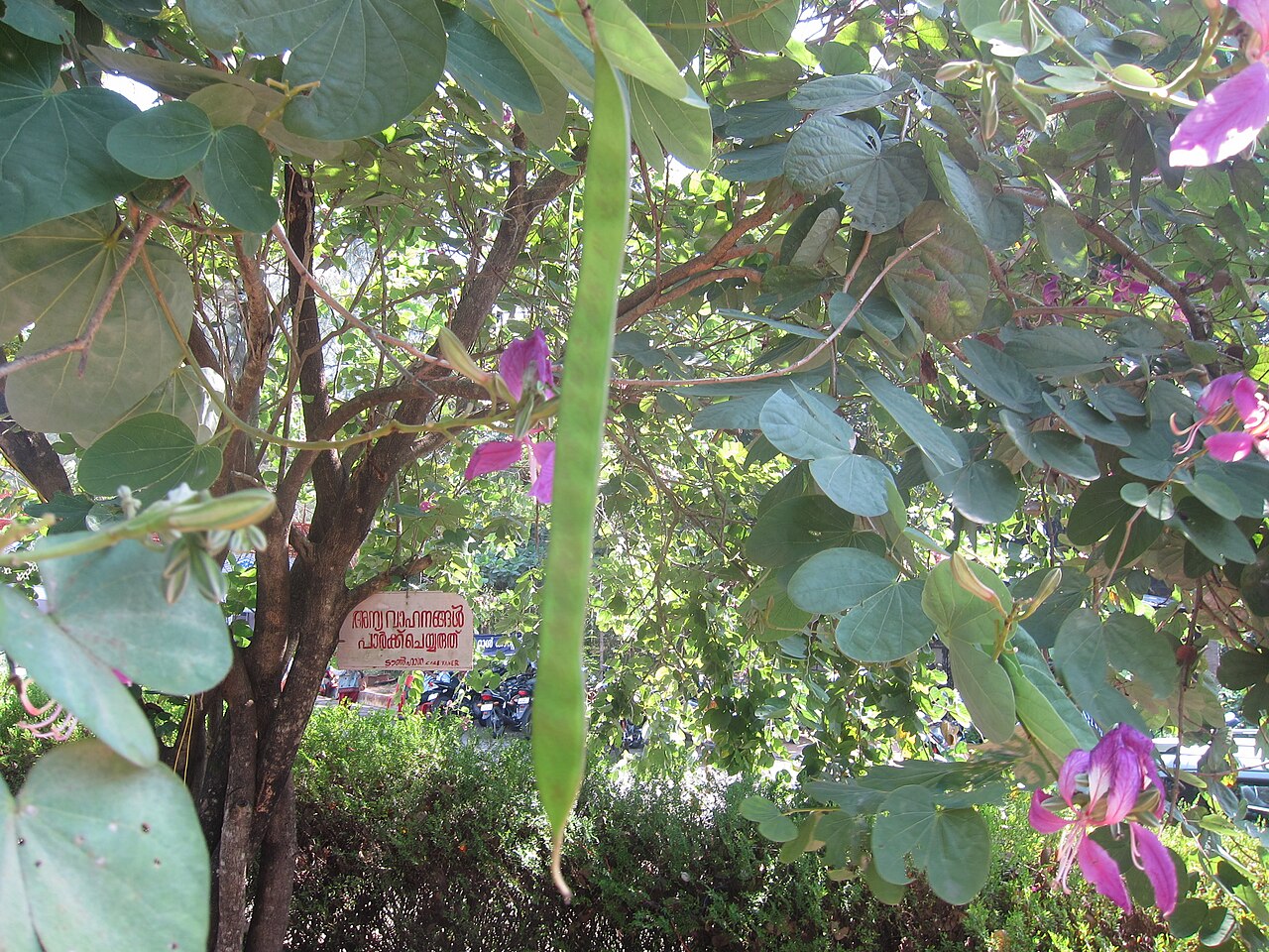 Bauhinia purpurea, Purple orchid tree — spreading semi-evergreen (Fabaceae) (image 8 of 9)