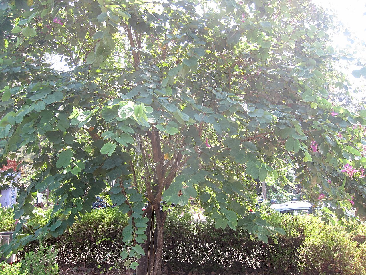 Bauhinia purpurea, Purple orchid tree — spreading semi-evergreen (Fabaceae) (image 9 of 9)