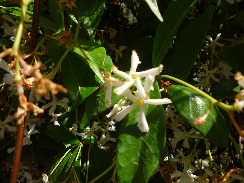 Trachelospermum jasminoides (star jasmine) (alternate view 9)