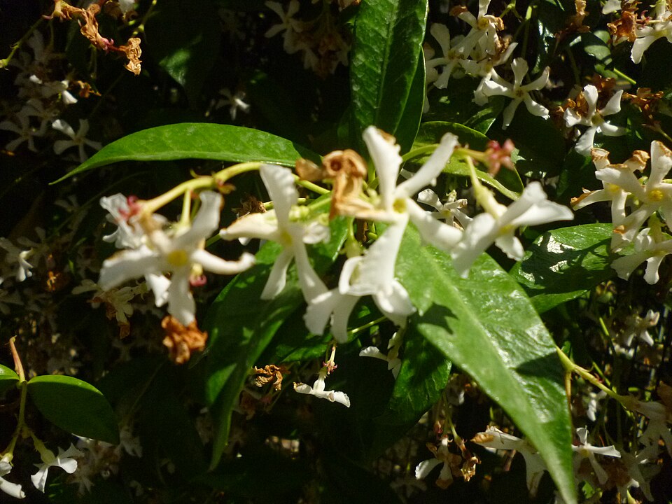 Trachelospermum jasminoides (star jasmine) (alternate view 10)