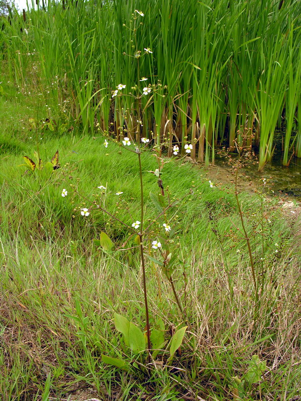 Alisma plantago-aquatica (water-plantain)