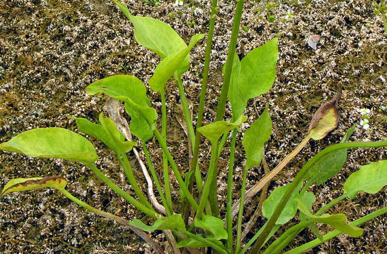 Alisma plantago-aquatica (water-plantain)