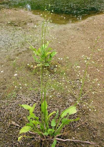 Alisma plantago-aquatica (water-plantain)