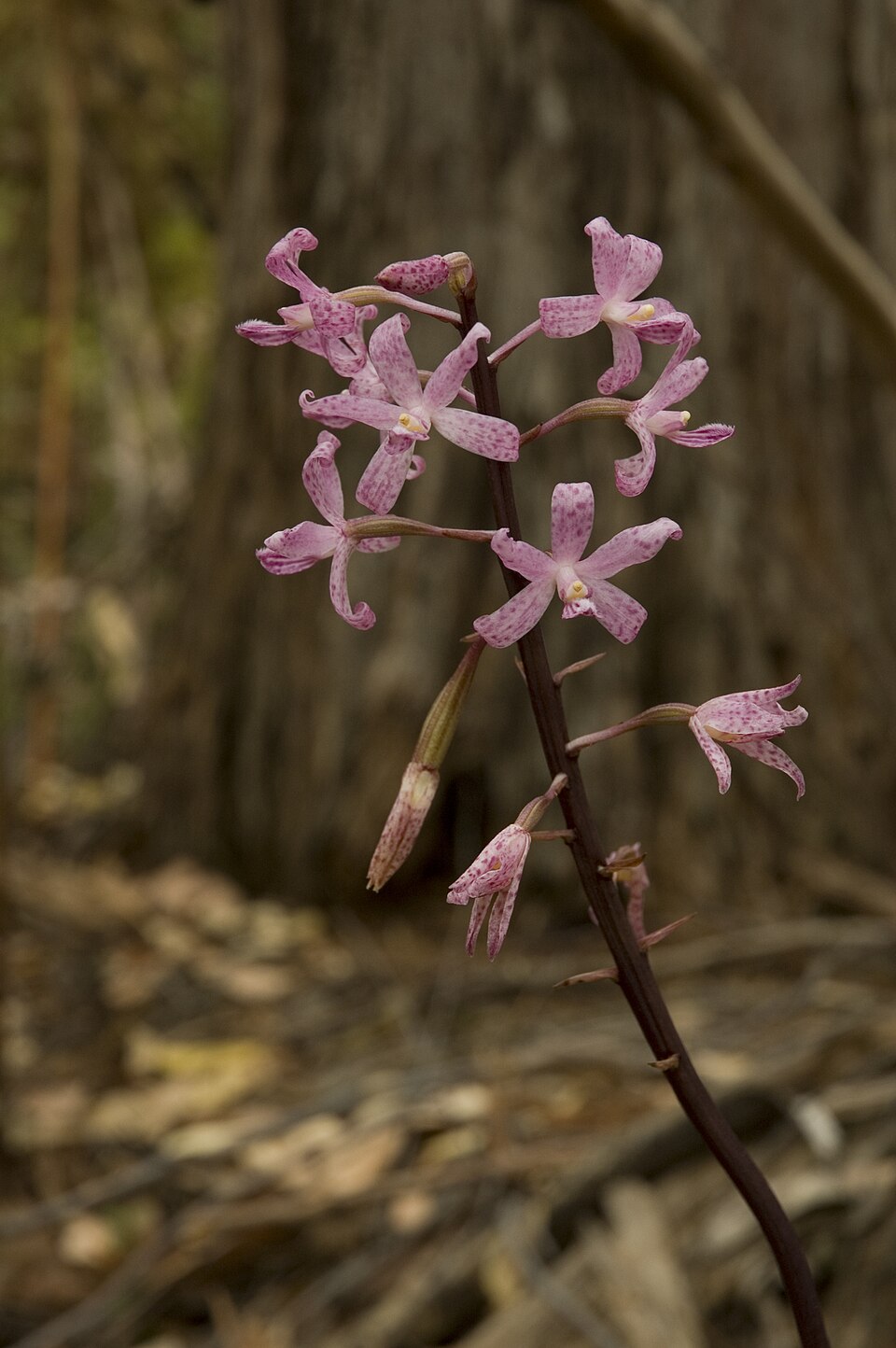 Dipodium roseum (Rosy Hyacinth Orchid) (alternate view 5)