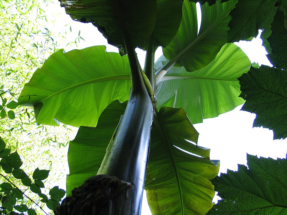 Musa basjoo (Hardy Banana) (alternate view 8)