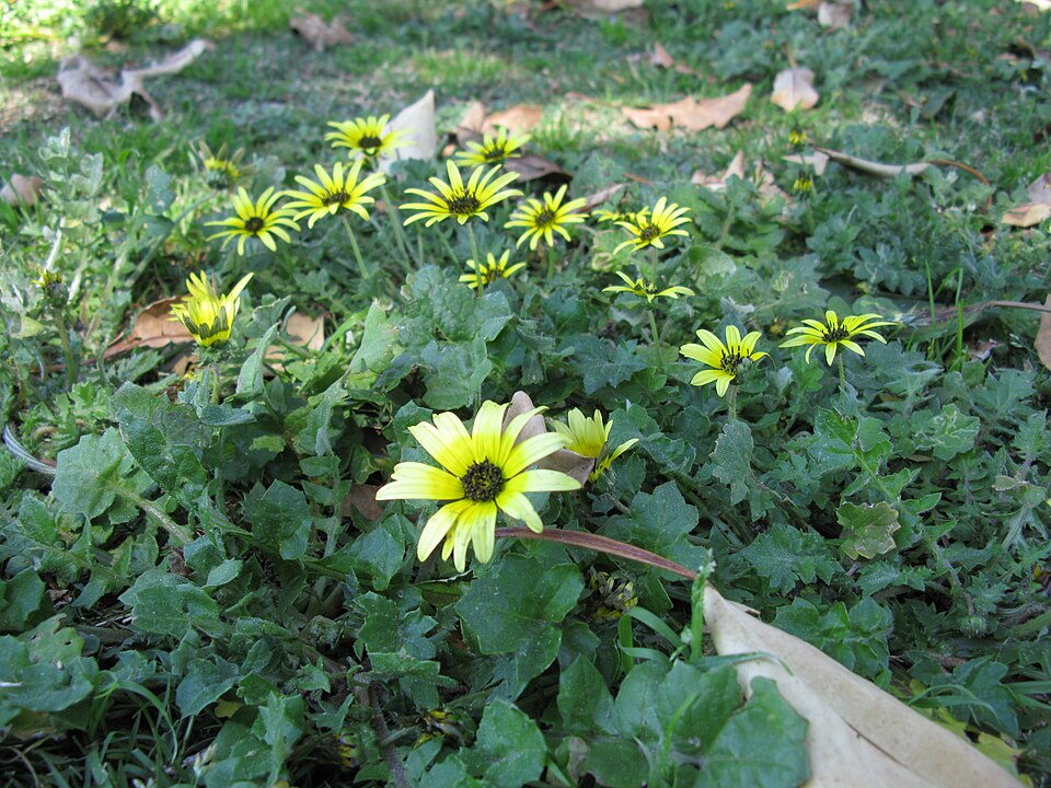 Arctotheca calendula (Capeweed) (alternate view 5)