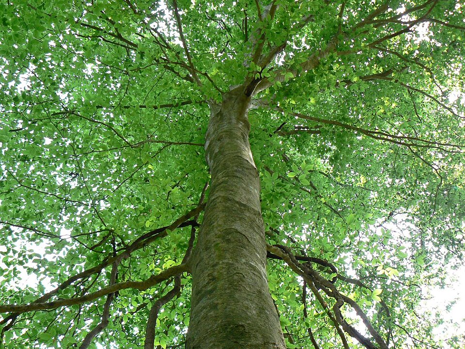 Fagus grandifolia (American Beech) (alternate view 7)