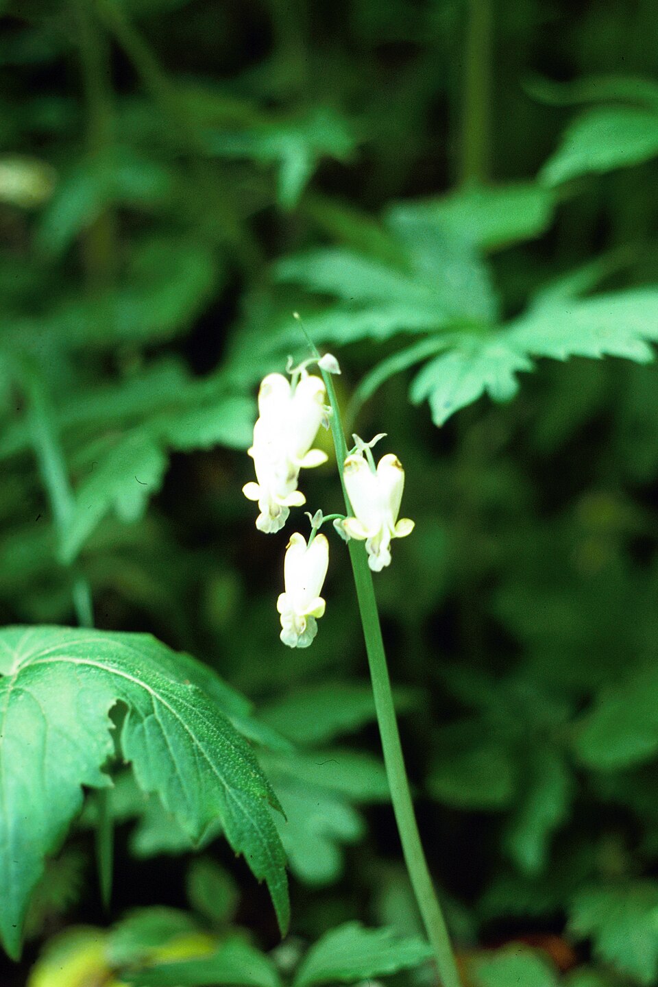 Dicentra canadensis (squirrel corn) (alternate view 6)