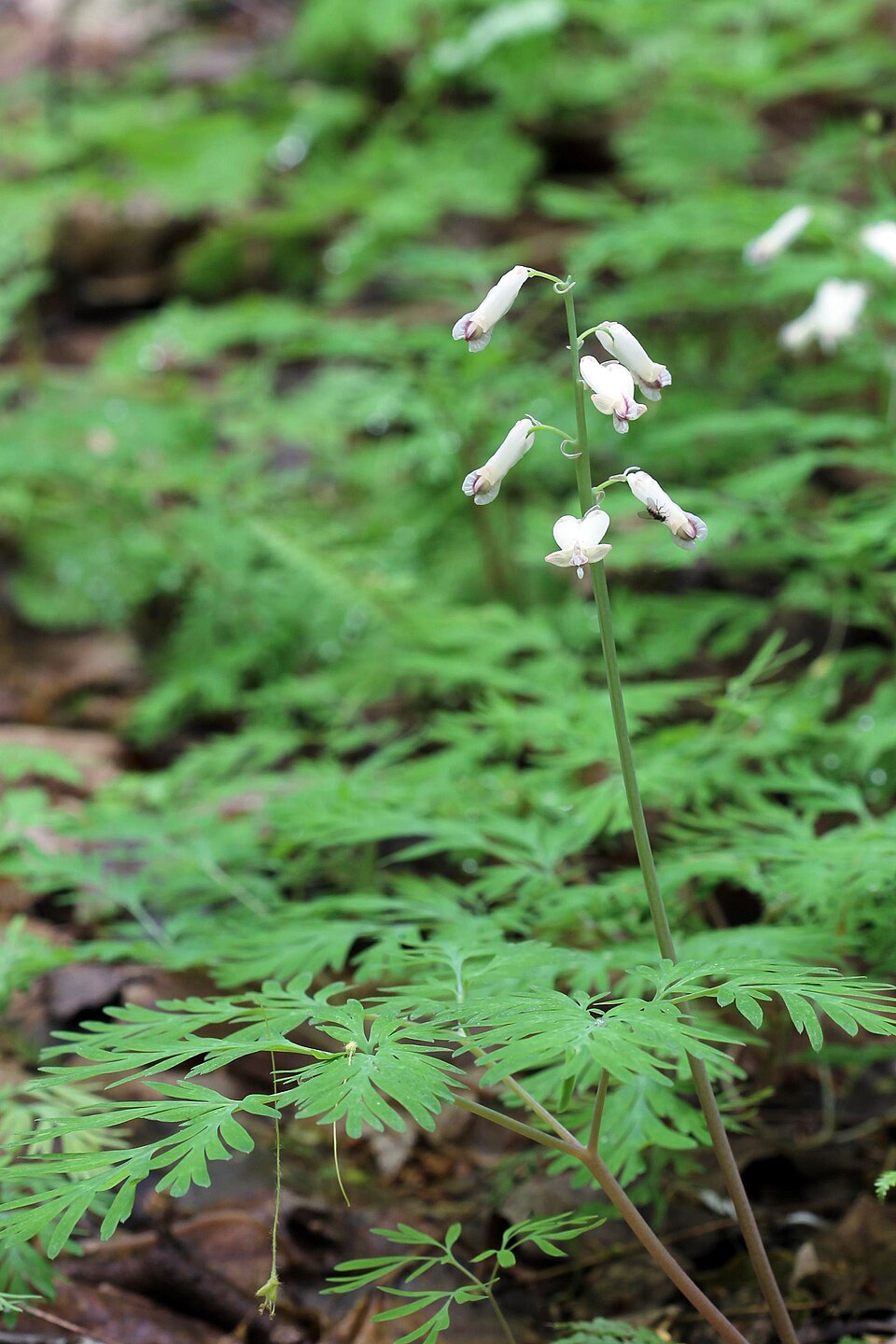 Dicentra canadensis (squirrel corn) (alternate view 8)