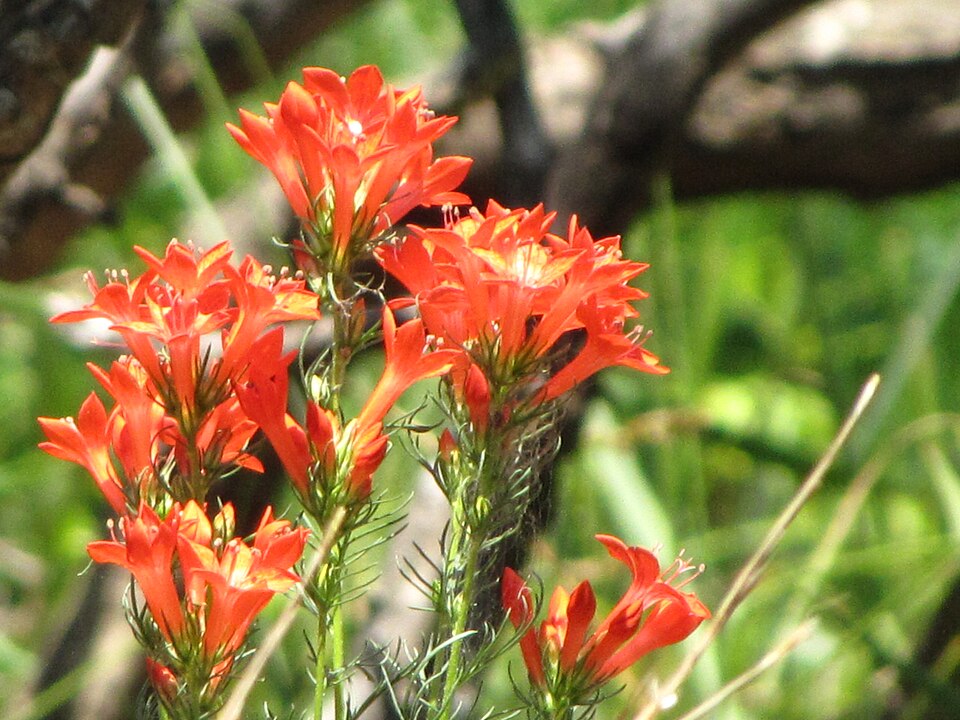 Ipomopsis rubra (standing cypress) (alternate view 10)