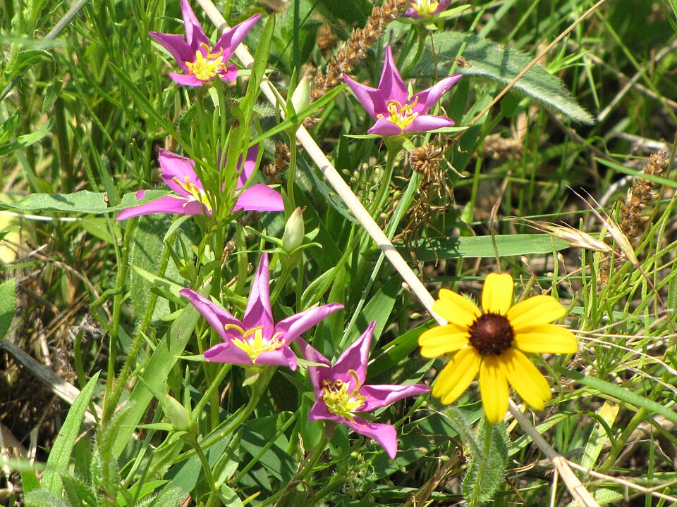 Sabatia campestris (Meadow Pink) (alternate view 2)