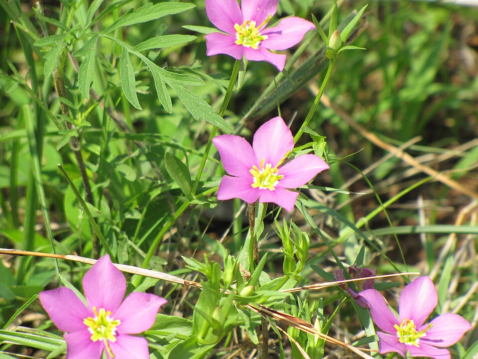 Sabatia campestris (Meadow Pink) (alternate view 3)