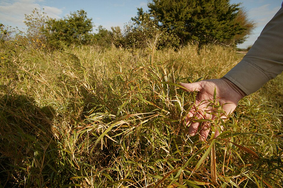 Cenchrus ciliaris (buffelgrass) (alternate view 6)