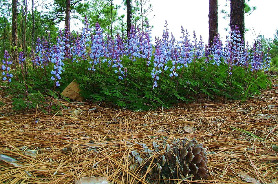 Lupinus perennis (Sundial Lupine) (alternate view 7)