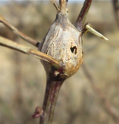 Baccharis salicifolia (mule fat)