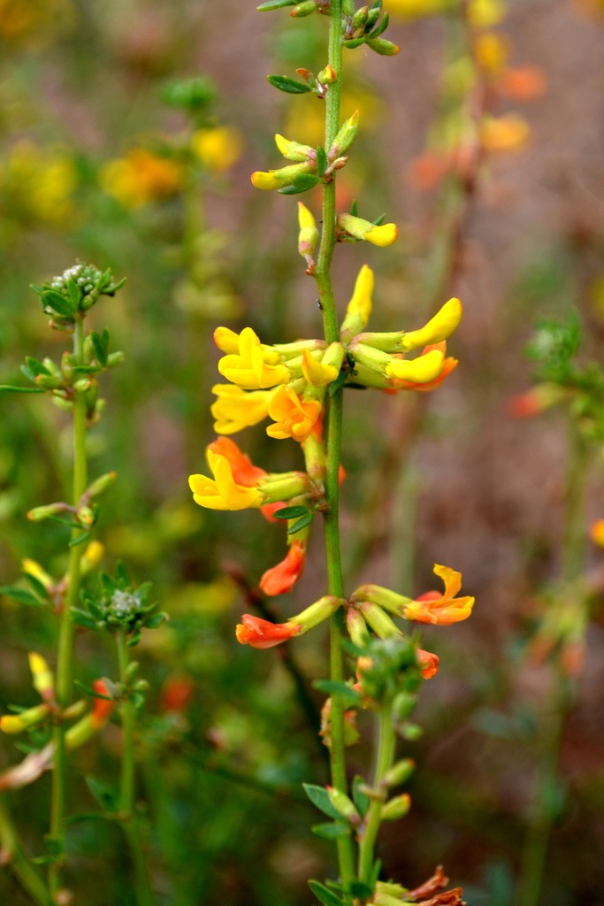 Acmispon glaber (deerweed)