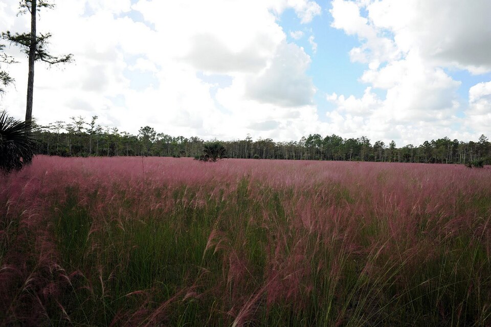 Muhlenbergia capillaris (Pink Muhly Grass) (alternate view 7)