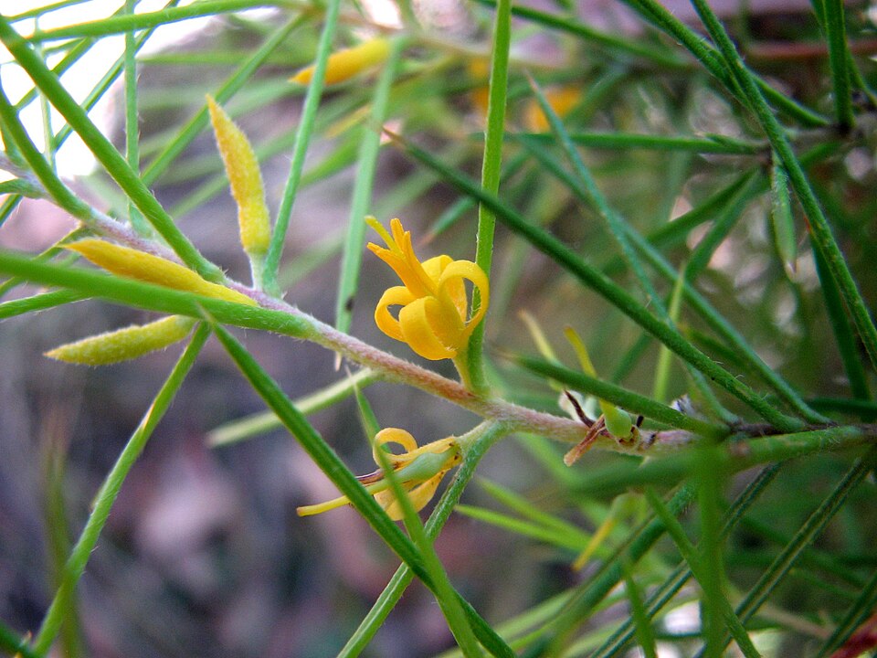 Persoonia juniperina (Prickly Geebung) (alternate view 7)