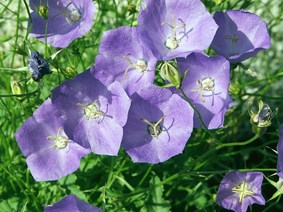 Campanula carpatica (bellflower) (alternate view 5)