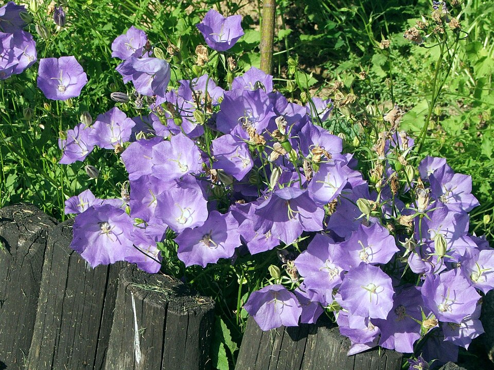 Campanula carpatica (bellflower) (alternate view 6)