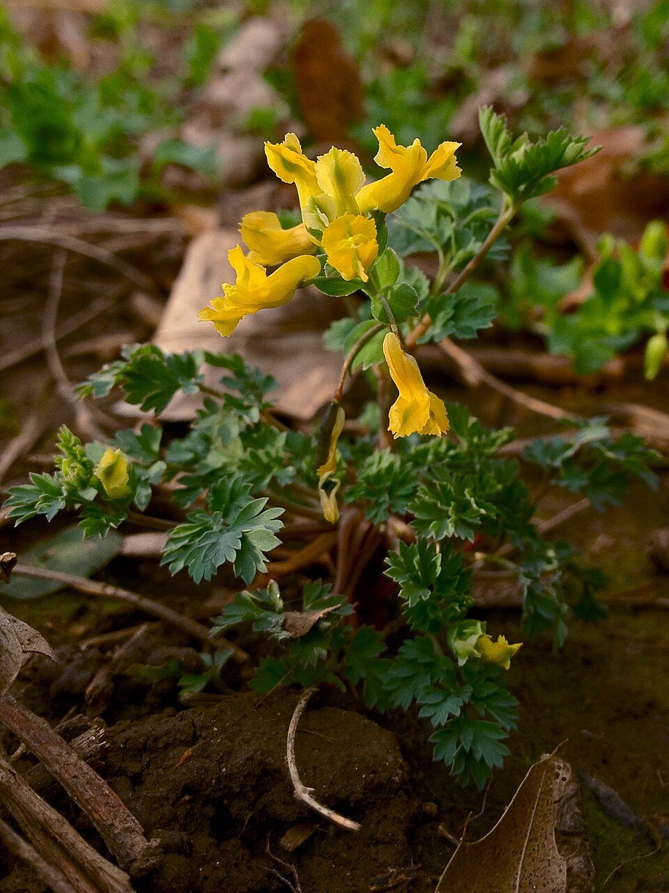 Corydalis flavula (Yellow Corydalis) (alternate view 9)