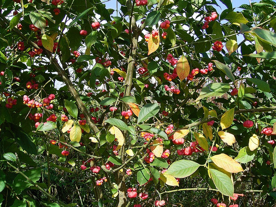 Euonymus europaeus (Spindle)