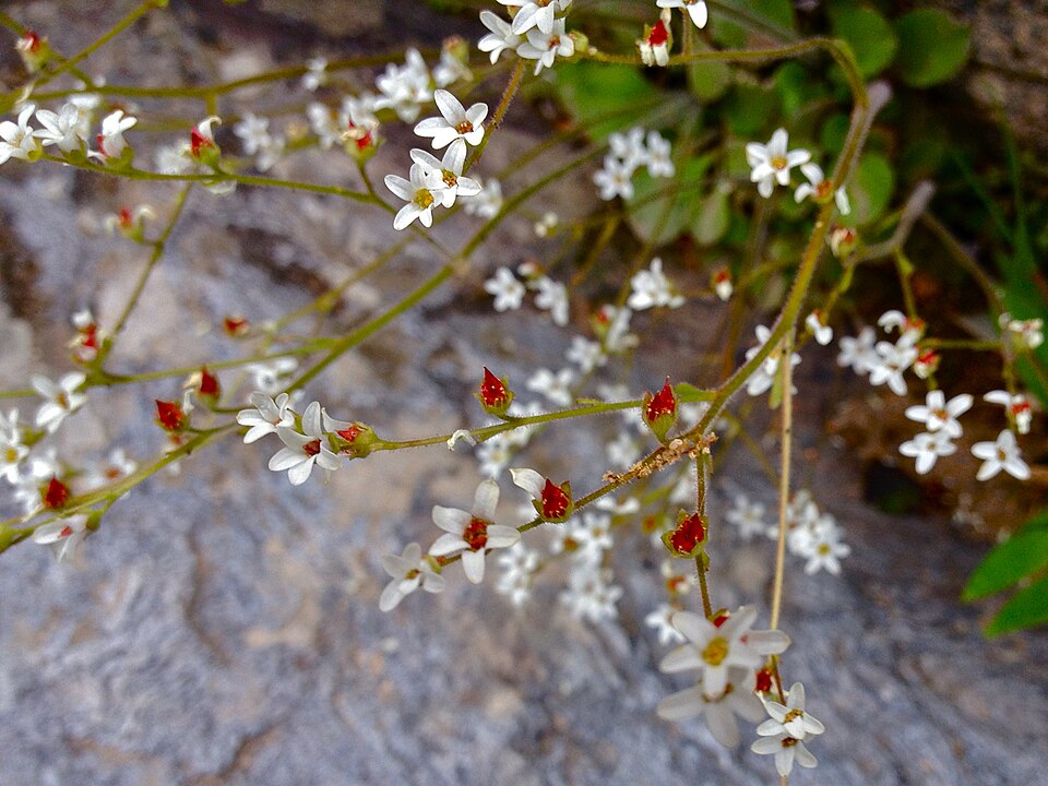 Micranthes virginiensis (Virginia saxifrage) (alternate view 4)