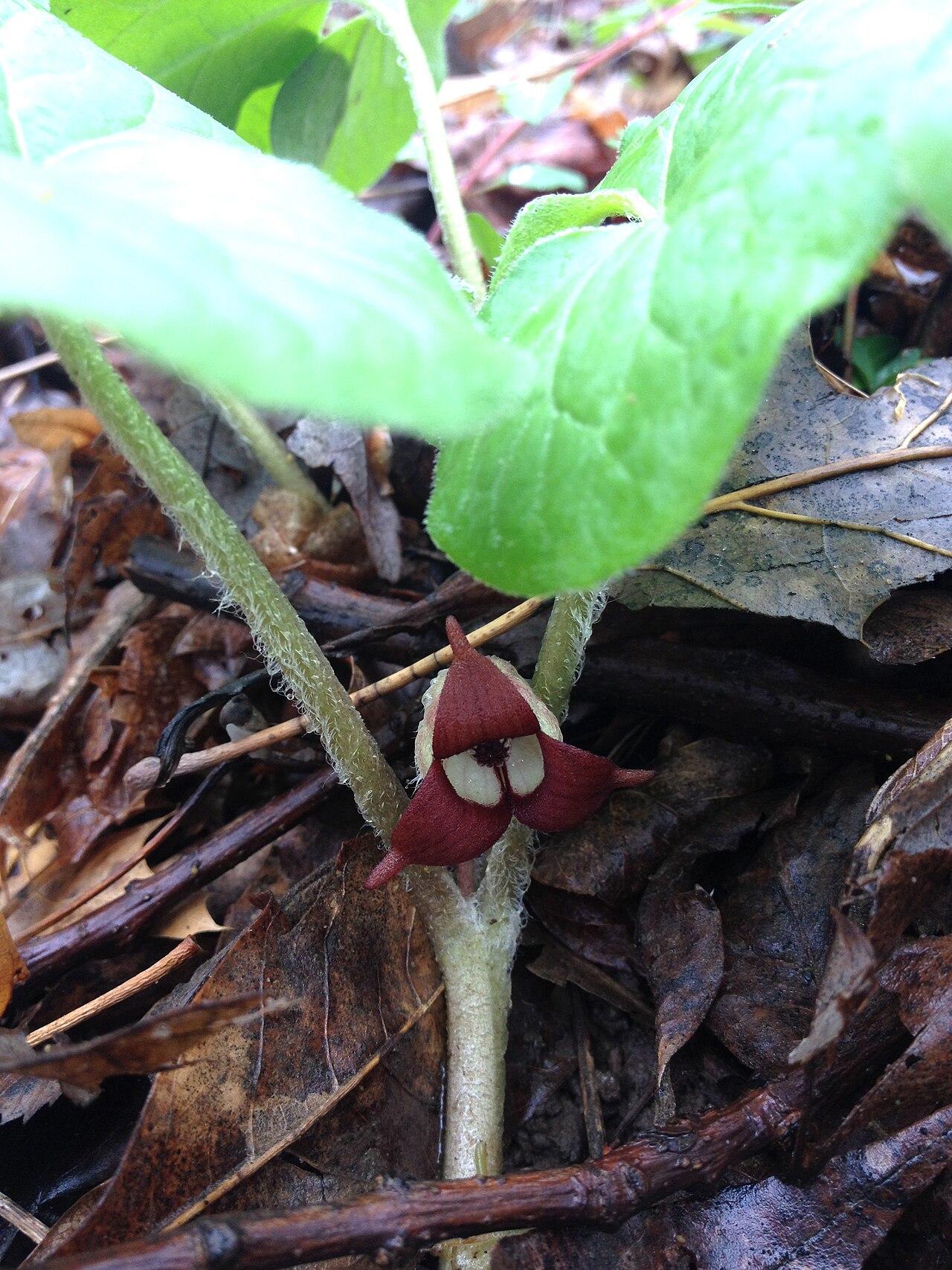 Asarum canadense, Canadian wild ginger — spreading deciduous (Aristolochiaceae) (image 9 of 10)