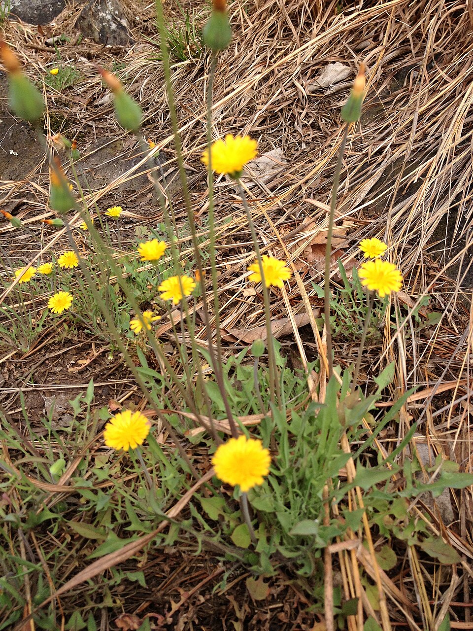 Krigia virginica (Virginia dwarfdandelion) (alternate view 6)